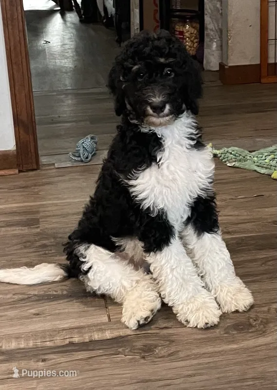 Carl – Bernedoodle puppy for sale in Zeeland, MI