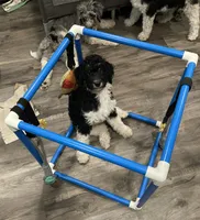 Carl , a male Bernedoodle for sale in Zeeland, MI – 2 of 4