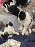 Stanley, a male Bernedoodle for sale in Zeeland, MI – 3 of 8