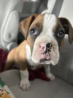 processed/43991b6a-68cc-4f4c-927f-6233400f68c4/listing/a3cd442c-8e25-46a4-ad57-58183e57024f/e26b7ae5-693d-42e1-9745-79f6c0a362df