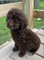 Bear, a male Goldendoodle for sale in Valparaiso, IN – 7 of 9