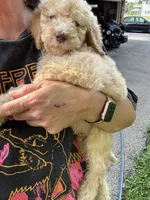 Sunny (dark blue), a male Goldendoodle for sale in Valparaiso, IN – 4 of 4
