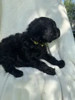 Buzz, a male Goldendoodle for sale in Valparaiso, IN – 6 of 6