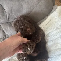 Dark Blue, a male Bernedoodle for sale in Valparaiso, IN – Photo 4 of 6
