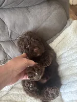 Dark Blue, a male Bernedoodle for sale in Valparaiso, IN – Photo 4 of 6
