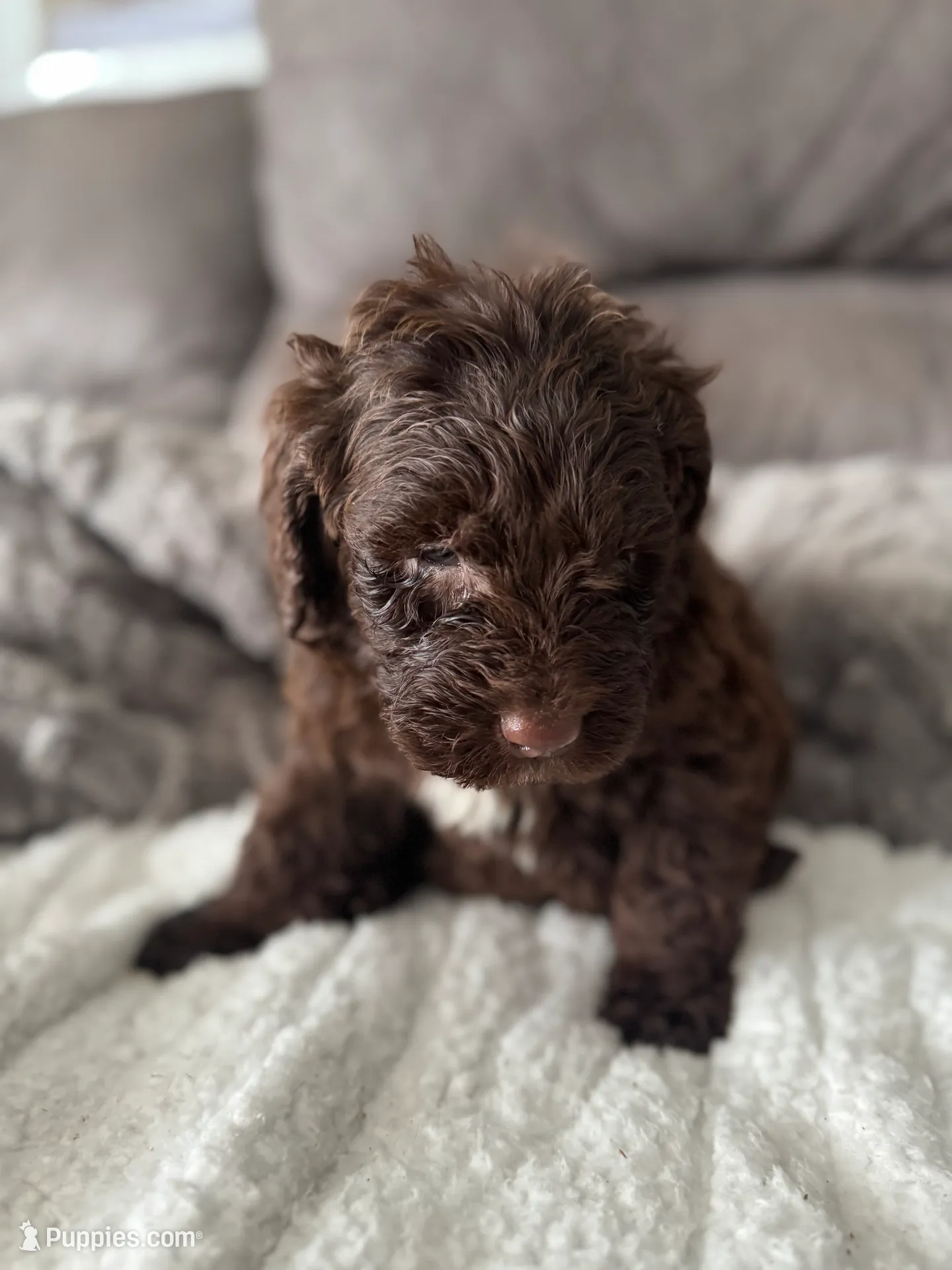 Dark Blue, a male Bernedoodle for sale in Valparaiso, IN – Photo 5 of 6