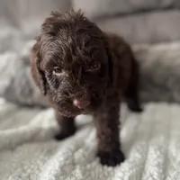 Dark Blue, a male Bernedoodle for sale in Valparaiso, IN – Photo 6 of 6