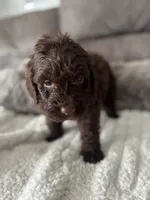 Dark Blue, a male Bernedoodle for sale in Valparaiso, IN – Photo 6 of 6