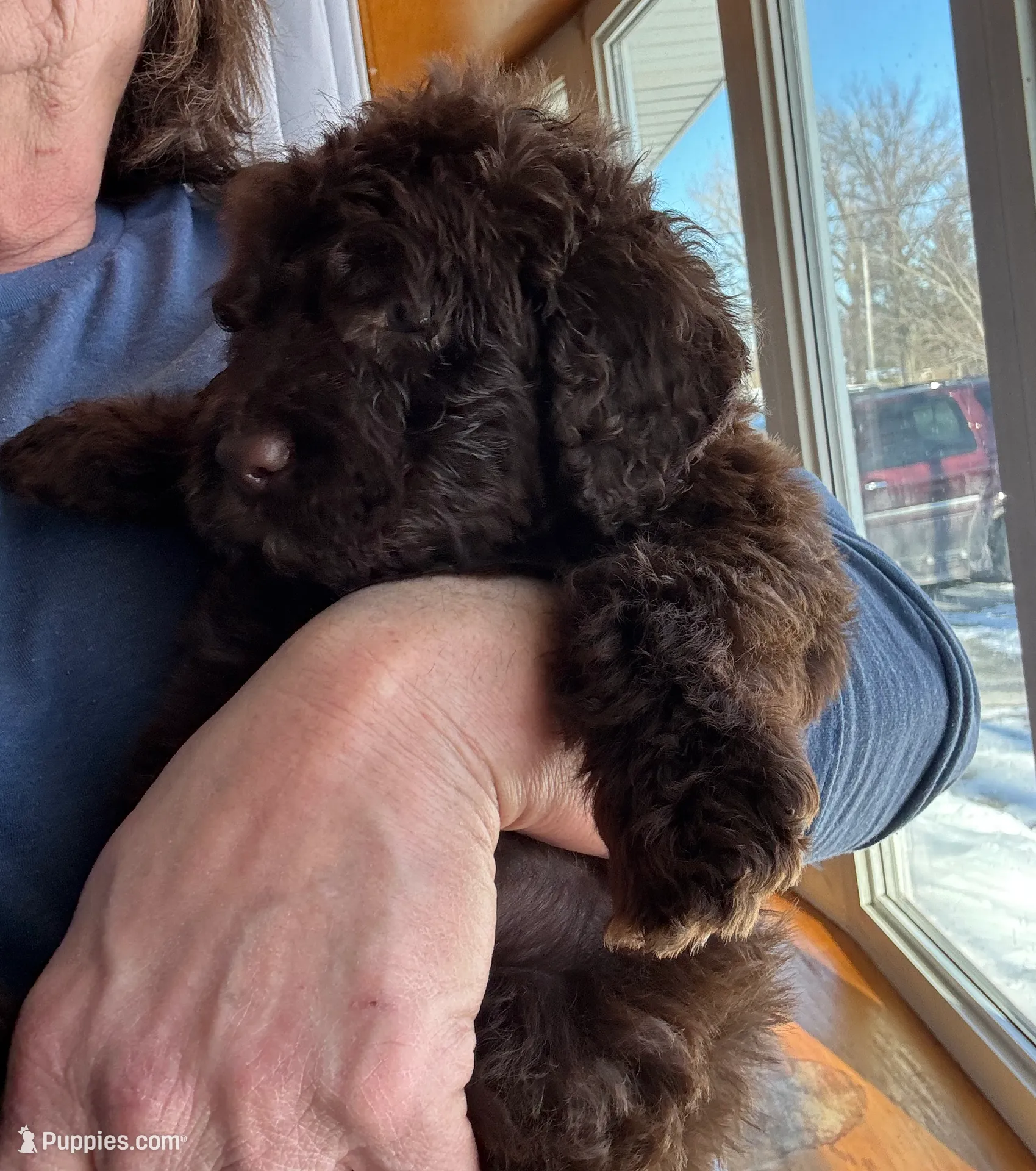 Dark Blue, a male Bernedoodle for sale in Valparaiso, IN – Photo 2 of 6