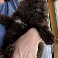Dark Blue, a male Bernedoodle for sale in Valparaiso, IN – Photo 1 of 6