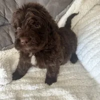 Dark Blue, a male Bernedoodle for sale in Valparaiso, IN – Photo 3 of 6