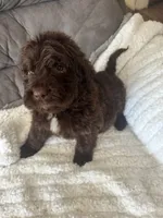 Dark Blue, a male Bernedoodle for sale in Valparaiso, IN – Photo 3 of 6