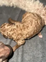 Tanner, a male Poodle - Standard  for sale in Valparaiso, IN – Photo 1 of 2