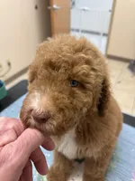 Tanner, a male Poodle - Standard  for sale in Valparaiso, IN – Photo 4 of 6