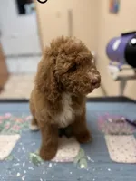 Tanner, a male Poodle - Standard  for sale in Valparaiso, IN – Photo 2 of 6