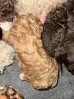 Tanner, a male Poodle - Standard  for sale in Valparaiso, IN – Photo 2 of 2