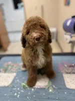 Tanner, a male Poodle - Standard  for sale in Valparaiso, IN – Photo 3 of 6