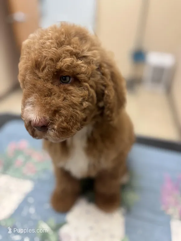 Tanner, a male Poodle - Standard  for sale in Valparaiso, IN – Photo 1 of 6