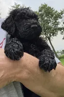 Queenie, a female Goldendoodle for sale in Valparaiso, IN – 1 of 4