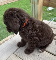 Bear, a male Goldendoodle for sale in Valparaiso, IN – 8 of 9