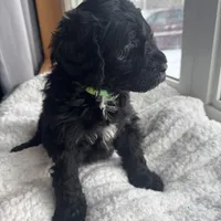 Green, a female Bernedoodle for sale in Valparaiso, IN – Photo 4 of 6