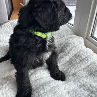 Green, a female Bernedoodle for sale in Valparaiso, IN – Photo 2 of 6