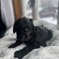 Green, a female Bernedoodle for sale in Valparaiso, IN – Photo 3 of 6