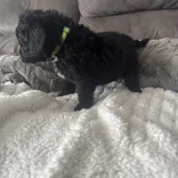 Green, a female Bernedoodle for sale in Valparaiso, IN – Photo 6 of 6