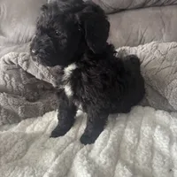 Green, a female Bernedoodle for sale in Valparaiso, IN – Photo 5 of 6