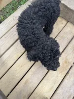 Queenie, a female Goldendoodle for sale in Valparaiso, IN – 3 of 4