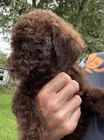 Bear, a male Goldendoodle for sale in Valparaiso, IN – 3 of 9