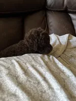 Bumble, a male Goldendoodle for sale in Valparaiso, IN – 4 of 6