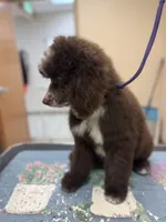 Shelby, a female Poodle - Standard  for sale in Valparaiso, IN – 2 of 10