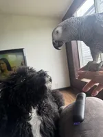 Purple, a female Bernedoodle for sale in Valparaiso, IN – Photo 6 of 8