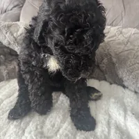 Purple, a female Bernedoodle for sale in Valparaiso, IN – Photo 2 of 3