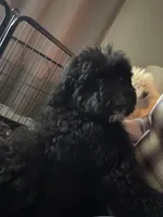 Purple, a female Bernedoodle for sale in Valparaiso, IN – Photo 2 of 8