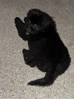 Purple, a female Bernedoodle for sale in Valparaiso, IN – Photo 3 of 8