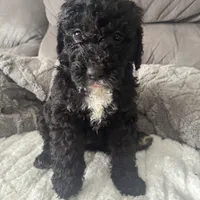 Purple, a female Bernedoodle for sale in Valparaiso, IN – Photo 1 of 3