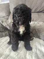 Purple, a female Bernedoodle for sale in Valparaiso, IN – Photo 1 of 3