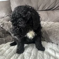 Purple, a female Bernedoodle for sale in Valparaiso, IN – Photo 3 of 3