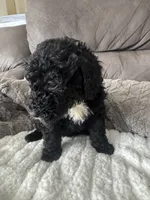 Purple, a female Bernedoodle for sale in Valparaiso, IN – Photo 3 of 3