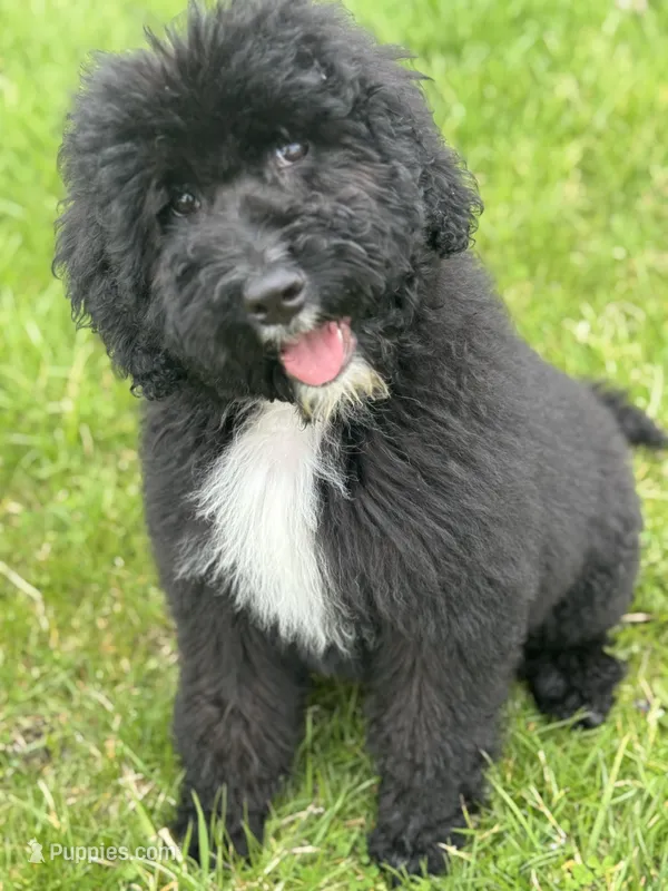 Purple – Bernedoodle puppy for sale in Valparaiso, IN