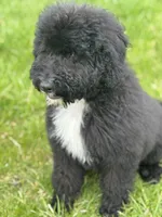 Purple, a female Bernedoodle for sale in Valparaiso, IN – Photo 4 of 8