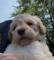 Honey, a male Goldendoodle for sale in Valparaiso, IN – 1 of 5