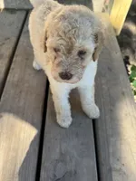 Sunny (dark blue), a male Goldendoodle for sale in Valparaiso, IN – 3 of 4