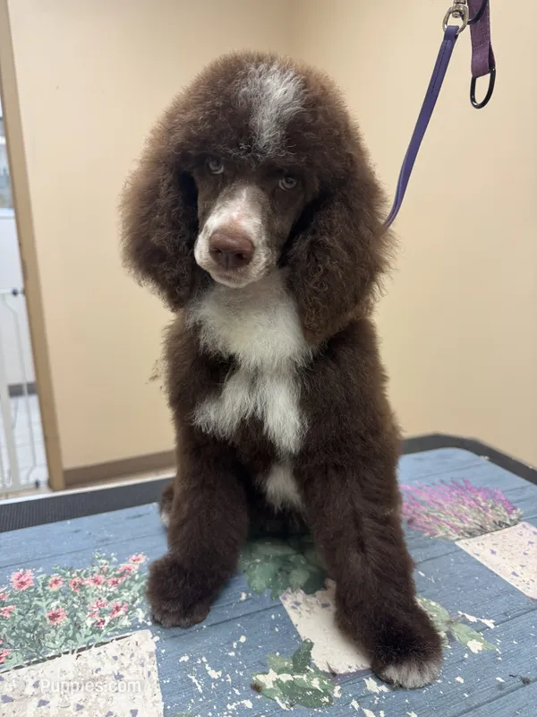 Shelby – Poodle - Standard  puppy for sale in Valparaiso, IN