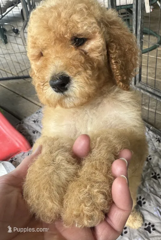 Goldie – Goldendoodle puppy for sale in Valparaiso, IN