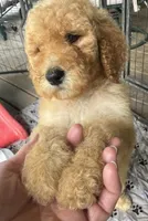 Goldie, a female Goldendoodle for sale in Valparaiso, IN – 1 of 3