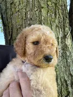 Sunny (lilac), a female Goldendoodle for sale in Valparaiso, IN – 5 of 7