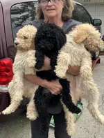 Queenie, a female Goldendoodle for sale in Valparaiso, IN – 4 of 4